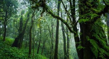 מעשה בחלום: הצצה לעולמות הנפש - חקר החלום בגישה יונגיאנית